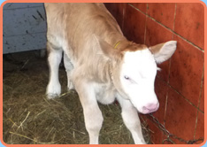 tiere, psycho-neuro-kinesiologie