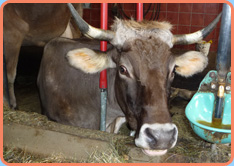 kuh, psycho-neuro-kinesiologie