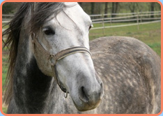 pferd, Psycho-Neuro-Kinesiologie