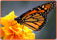 Schmetterling, Psycho-Neuro-Kinesiologie