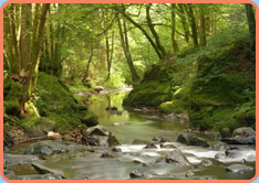 Wasser, Psycho-Neuro-Kinesiologie